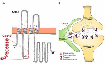 Inhibition of Connexin43 Hemichannels Impairs Spatial Short-Term Memory without Affecting Spatial Working Memory